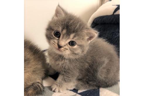 成約済の大阪府のマンチカン-6498の3枚目